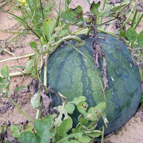 Foto Friday: Down by the bay, where the watermelons grow