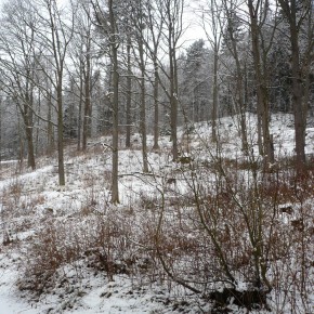 Foto Friday: First Snow of Winter...in March