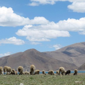 Foto Friday: Sheep Exploring the Tibetan Plains